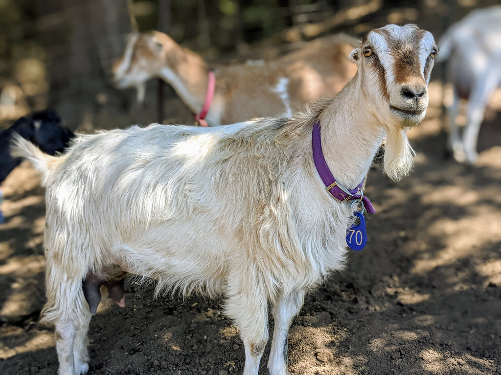 Goat Spotlight: Amaranth