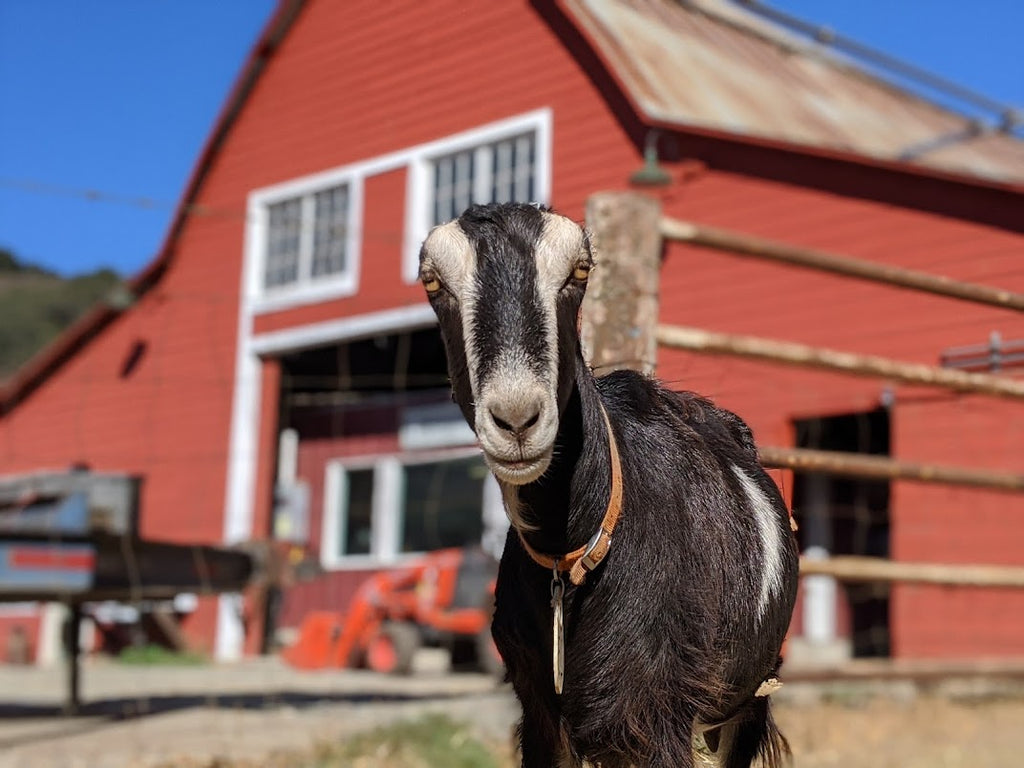 Goat Spotlight: Wanda