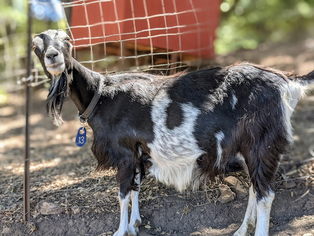 Goat Spotlight: Alexis
