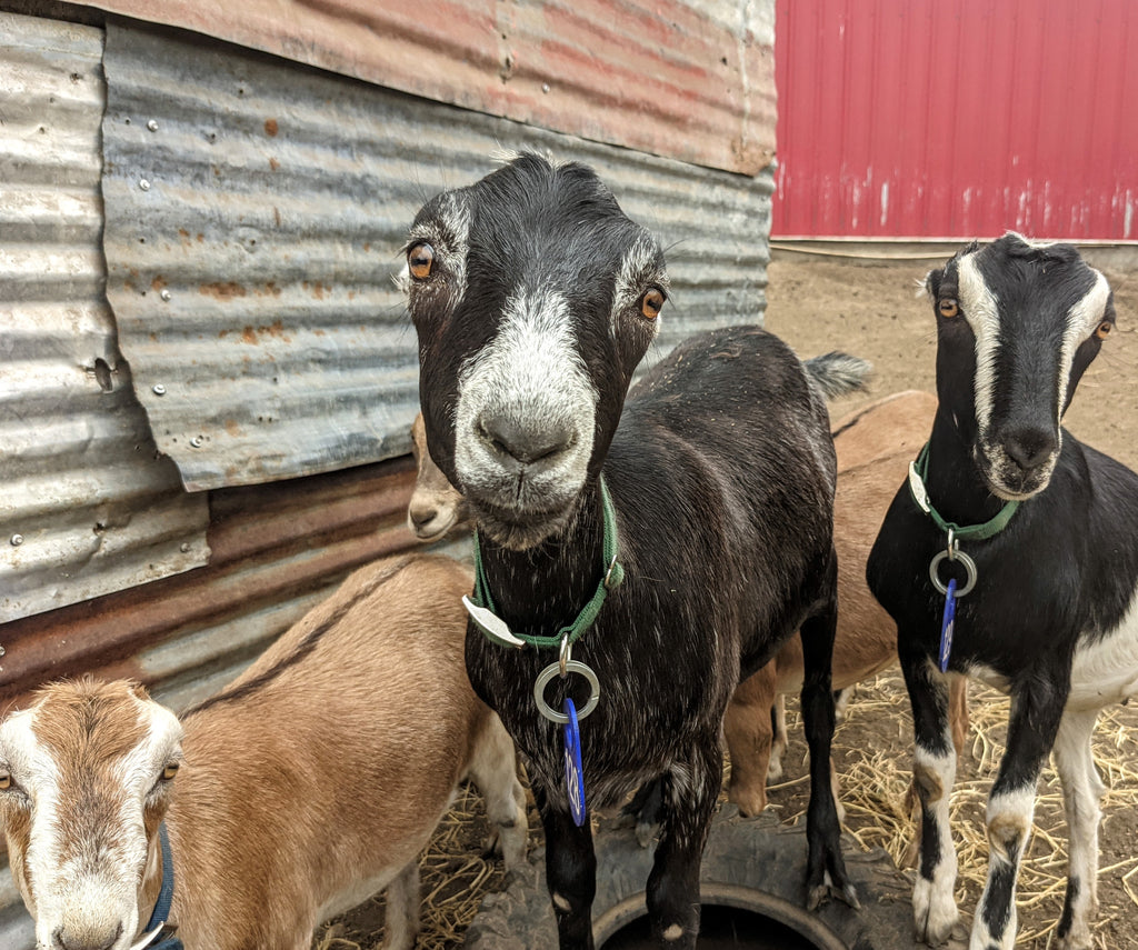 Goat Spotlight: Carolina