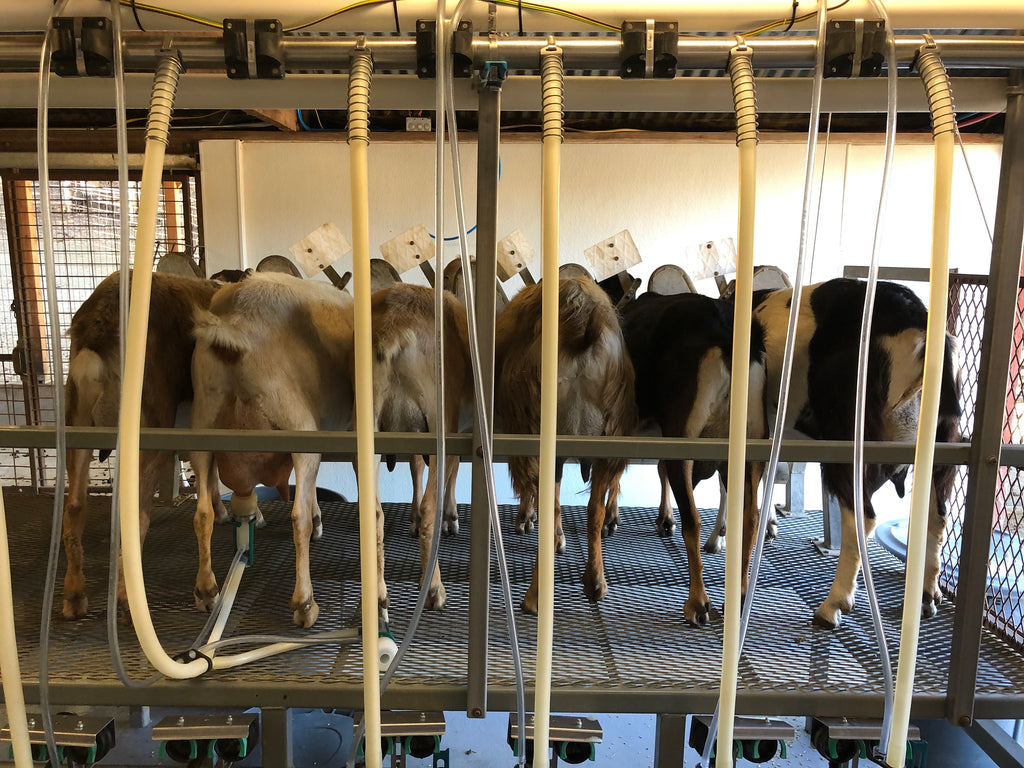 Inside Look: The Milking Parlor