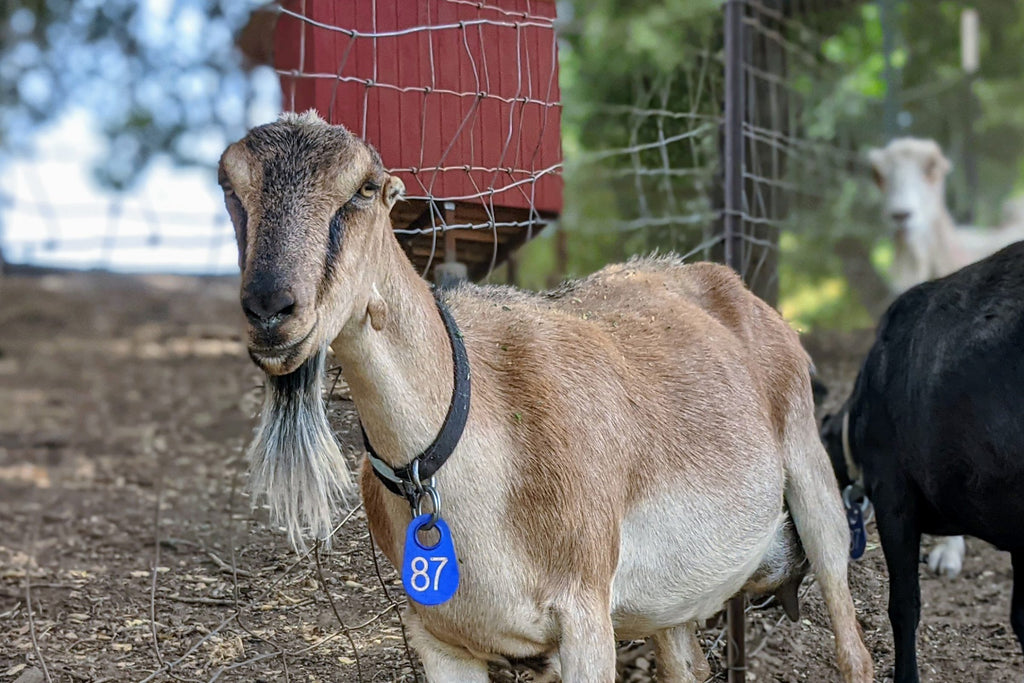 Goat Spotlight: Kashi, the Houdini Goat