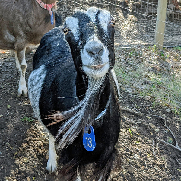 Alexis goat