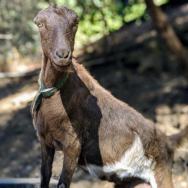 Gabriella the goat