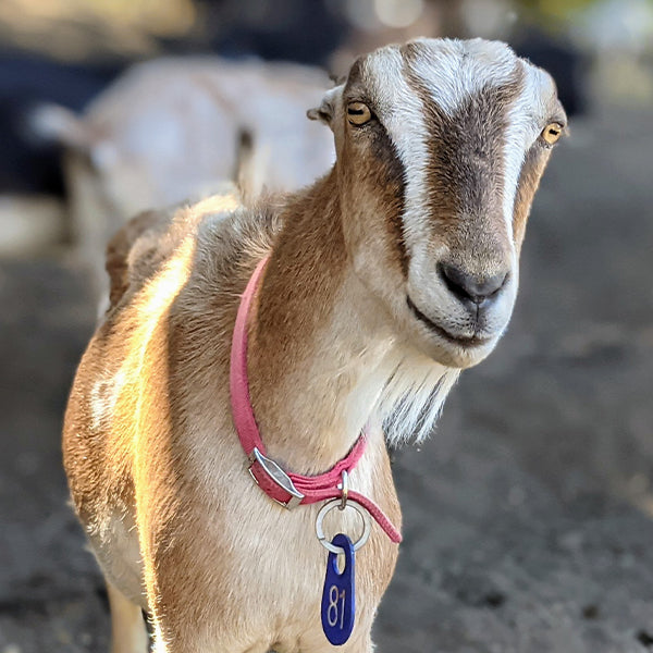Bella the goat